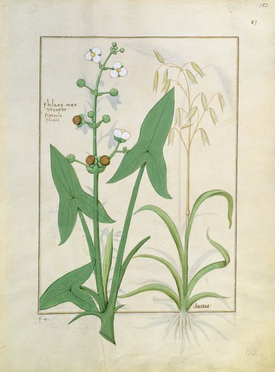 Illustration aus dem Buch der einfachen Heilmittel von Mattheaus Platearius 153r von Robinet Testard